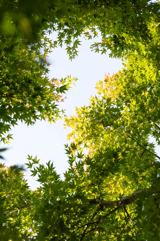 Acer palmatum VJ